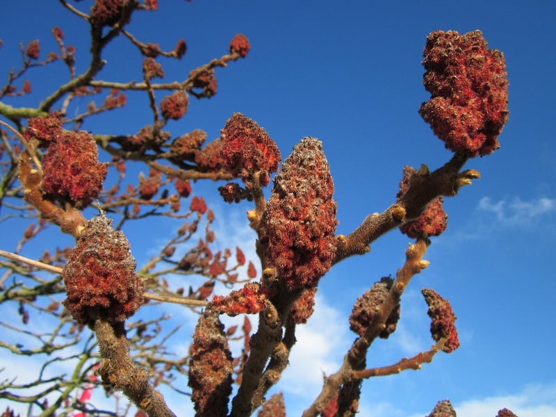 Sumac
